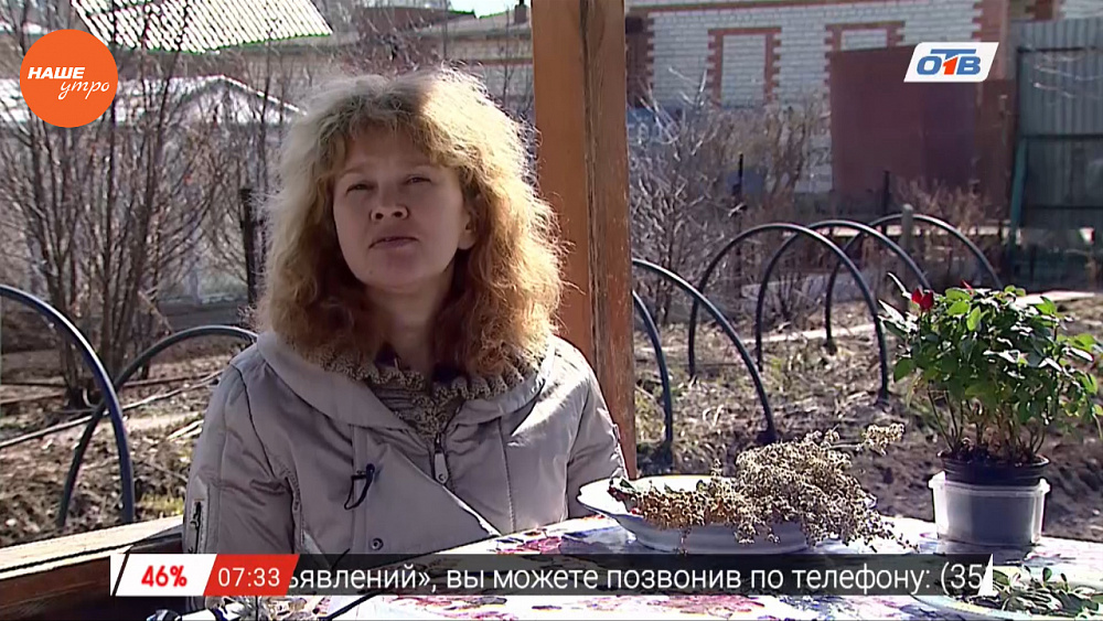 Наше УТРО на ОТВ – травница о шиповнике