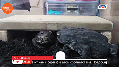 Наше УТРО на ОТВ – пушистое утро о кормлении жаб