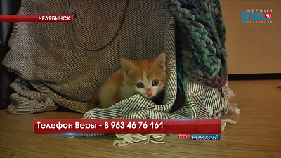 Котёнка, запертого на балконе, удалось спасти