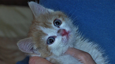 Жители дома по ул.Братьев Кашириных спасли котенка с запертого балкона