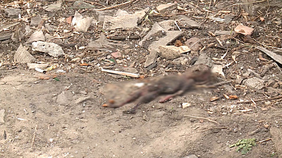 Труп неродившегося ребенка шокировал прохожих