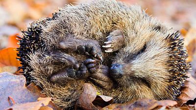 А жив ли ёж? Подробности странного конфликта двух школьников и ежа 