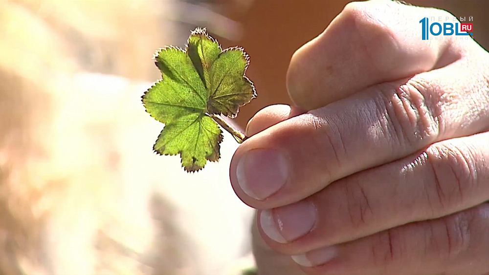 Наше УТРО на ОТВ – травница о холестерине