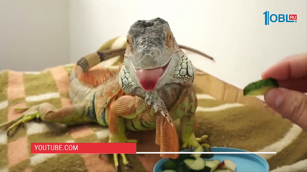 Наше УТРО на ОТВ – пушистое утро об игуанах
