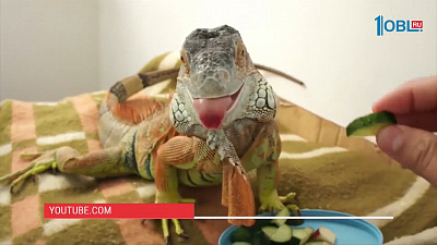 Наше УТРО на ОТВ – пушистое утро об игуанах Наше УТРО на ОТВ – пушистое утро об игуанах