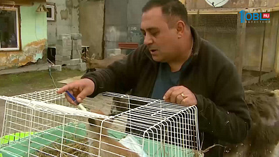 Наше УТРО на ОТВ – приемная мать для лисенка Наше УТРО на ОТВ – приемная мать для лисенка