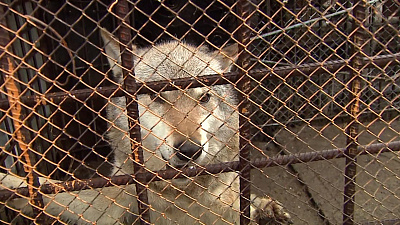Волчья стая держит в страхе жителей с.Октябрьское