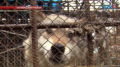 В селе Октябрьском в жилом секторе расположен волчий питомник