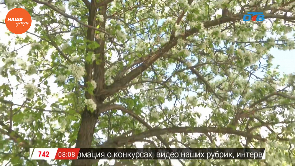 Наше УТРО на ОТВ – включение с цветущей яблоней