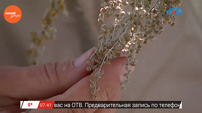 Наше УТРО на ОТВ – травница о растениях от сглаза