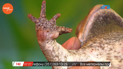 Наше УТРО на ОТВ – пушистое утро о размножении жаб