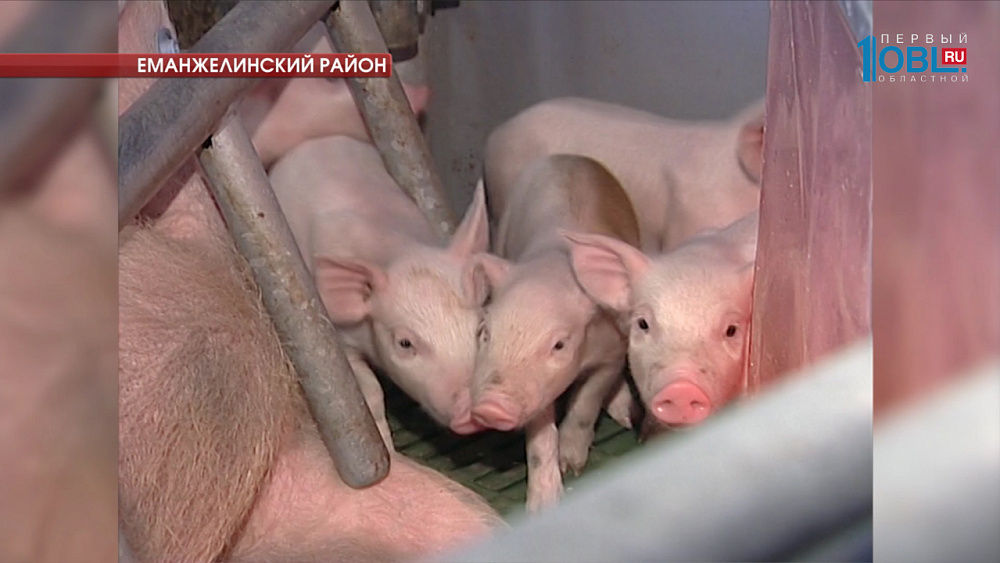 Экологичность производства удобрений на свинокомплексе проверили эксперты