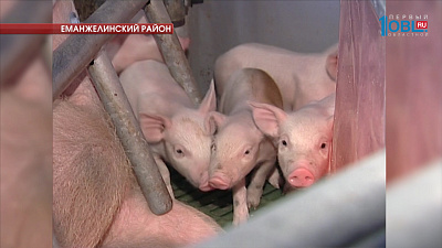 Экологичность производства удобрений на свинокомплексе проверили эксперты