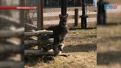 Челябинский зоопарк публикует уникальное видео