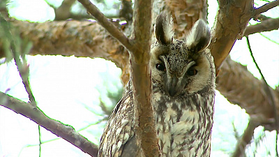 Семья сов поселилась в ботаническом саду при ЧелГУ