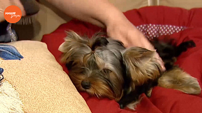 Наше УТРО на ОТВ – пушистое утро о содержании щенков йорков