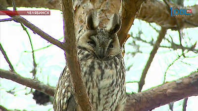 Совы свили гнездо возле ЧелГУ 