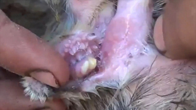 Рот с зубами в ухе овцы обнаружил турецкий фермер 