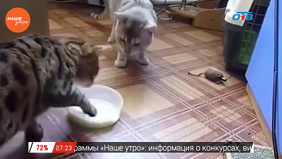 Ветеринар рассказывает, можно ли давать взрослым животным молоко