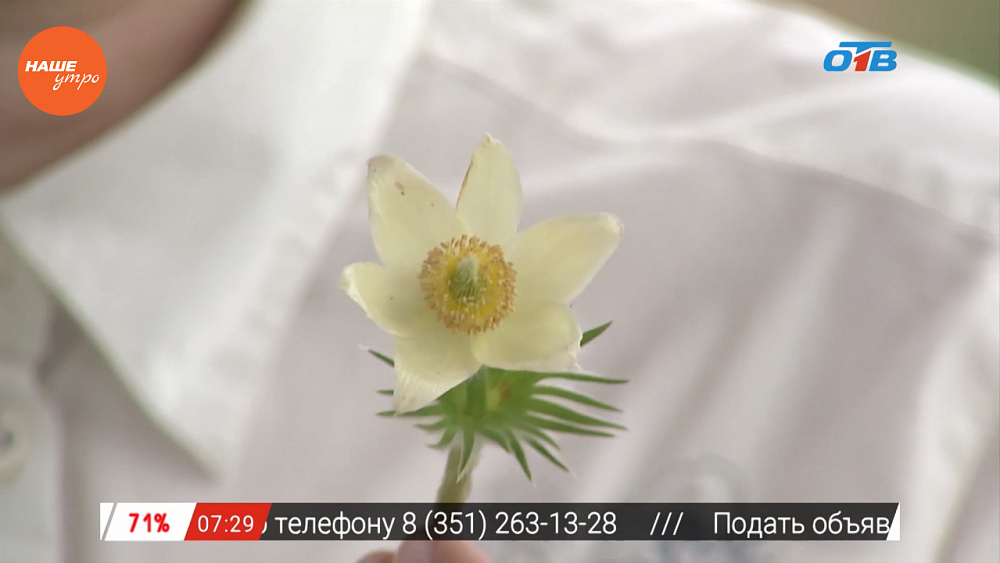 Наше УТРО на ОТВ – травница о магических свойствах подснежников