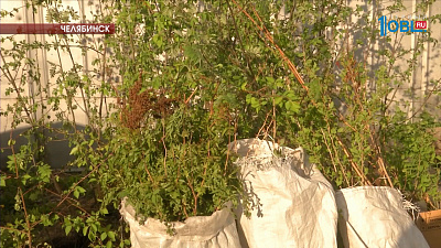 На Алом поле появился сад из лип