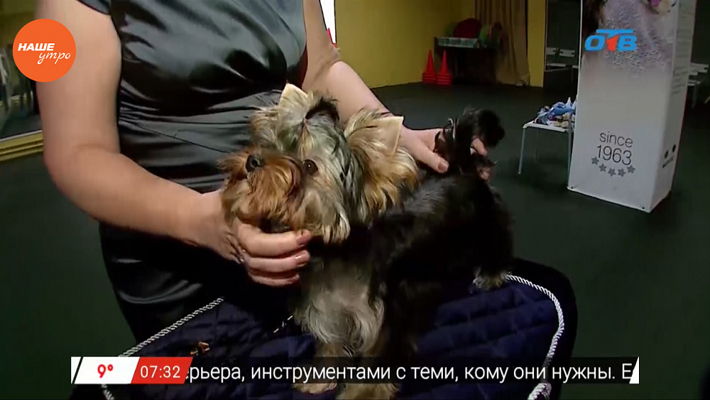 Наше УТРО на ОТВ – пушистое утро об играх йорков