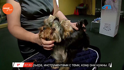 Наше УТРО на ОТВ – пушистое утро об играх йорков