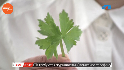 Наше УТРО на ОТВ – травница о народных средствах от клеща