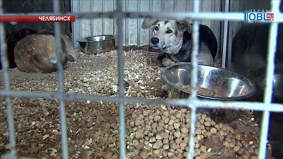 В Горэкоцентре нашли тела десятка животных