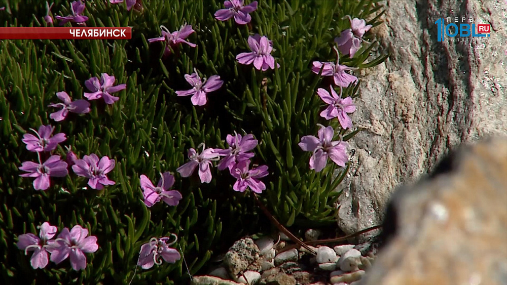 В Ботаническом саду ЧелГУ зацвели растения из Красной книги