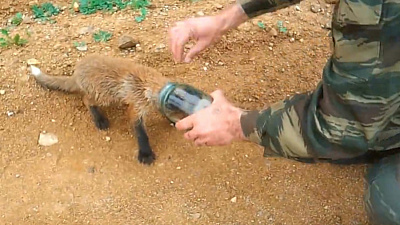 Охотники помогли лисенку вытащить голову из стеклянной банки