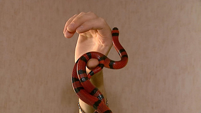 Молочная гондурасская змея ест челябинских мышей