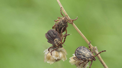 15 человек госпитализированы с подозрением на клещевой энцефалит на Южном Урале