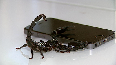 Челябинец держит в своей квартире древних монстров 