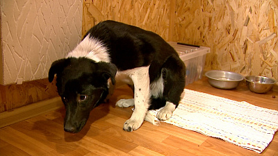 Челябинцы спасли зубастую пленницу 