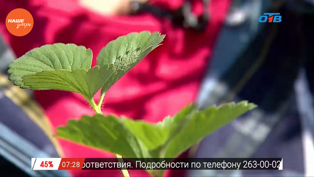 Наше УТРО на ОТВ – садовые истории о новом сорте земляники