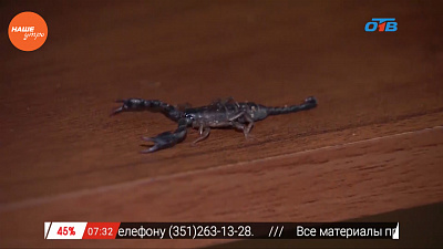 Наше УТРО на ОТВ – пушистое утро о скорпионах