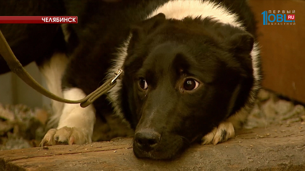 Собака прожила под киоском четыре месяца 