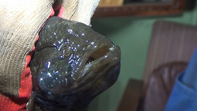 Каслинские рыбаки поймали мутанта в местном водоеме 