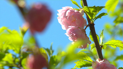В Челябинском саду расцвела сакура 