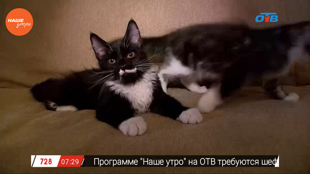 Наше УТРО на ОТВ – пушистое утро о мейнкунах