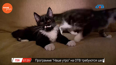 Наше УТРО на ОТВ – пушистое утро о мейнкунах