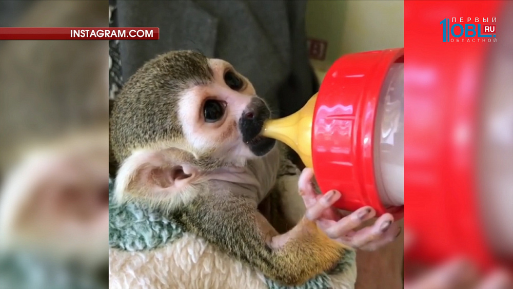 Маленького саймири Антошку воспитывают сотрудники Челябинского зоопарка 