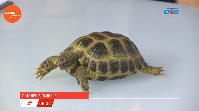Наше УТРО на ОТВ – гость в студии Елена Васильева и черепашка