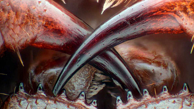 Из раковины челябинцев вылезло странное существо 