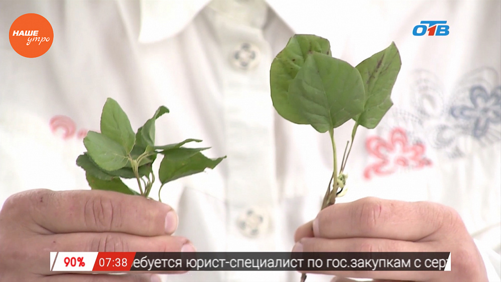 Наше УТРО на ОТВ – травница о травах для женского здоровья