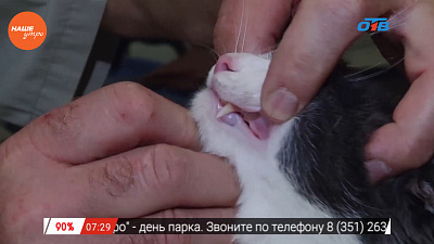 Ветеринар провел первичный осмотр кота Филиппа