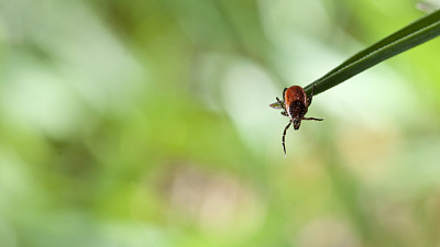 Почти каждый 10 «пойманный» клещ на Южном Урале оказался переносчиком энцефалита