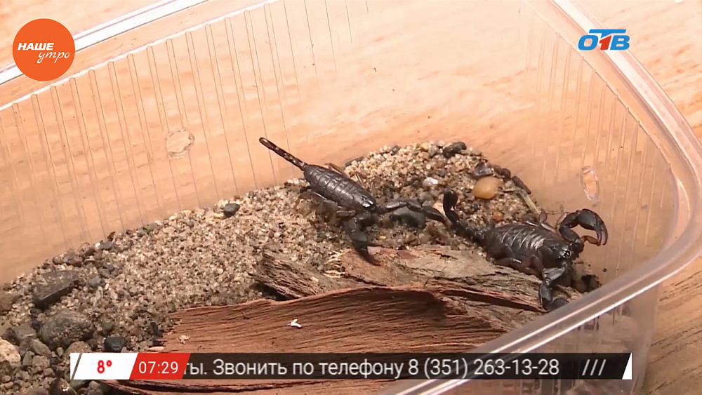 Наше УТРО на ОТВ – пушистое утро о скорпионах
