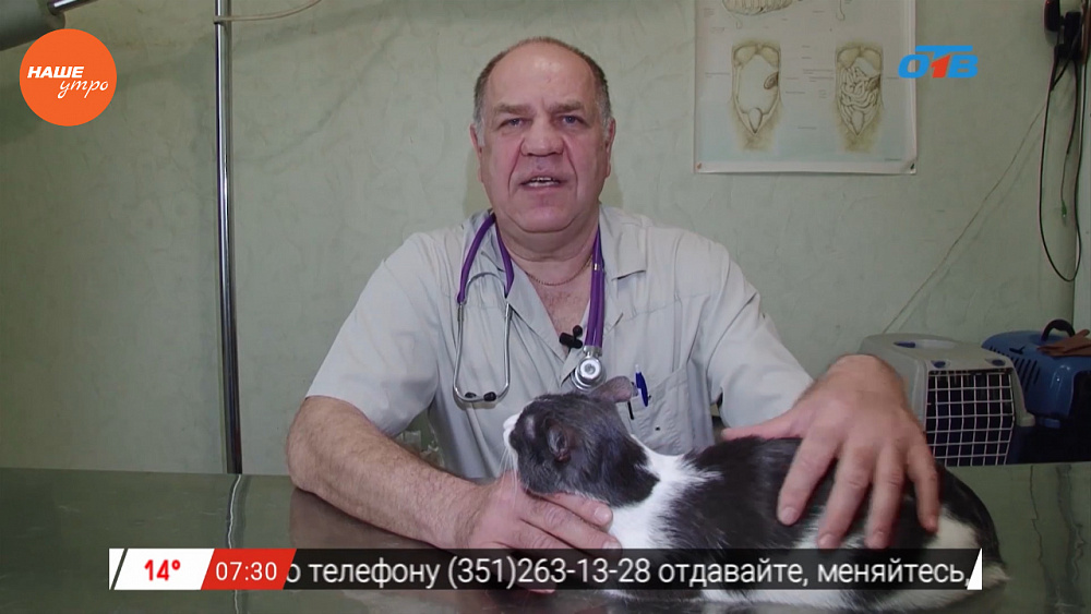 Ветеринар нашел особенности у кота Филиппа